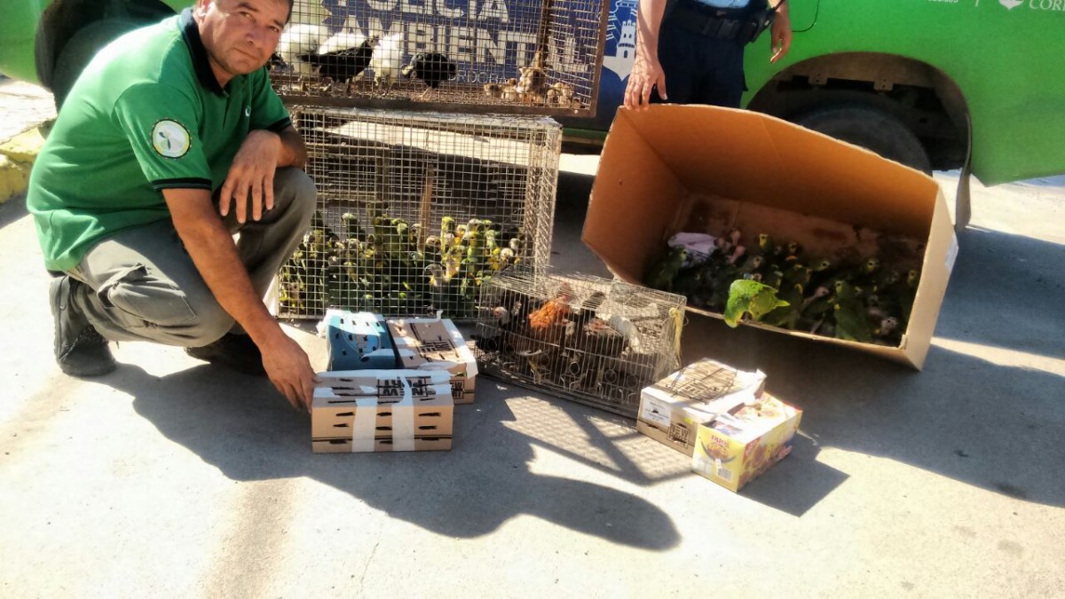 Secuestraron numerosas aves silvestres y de corral