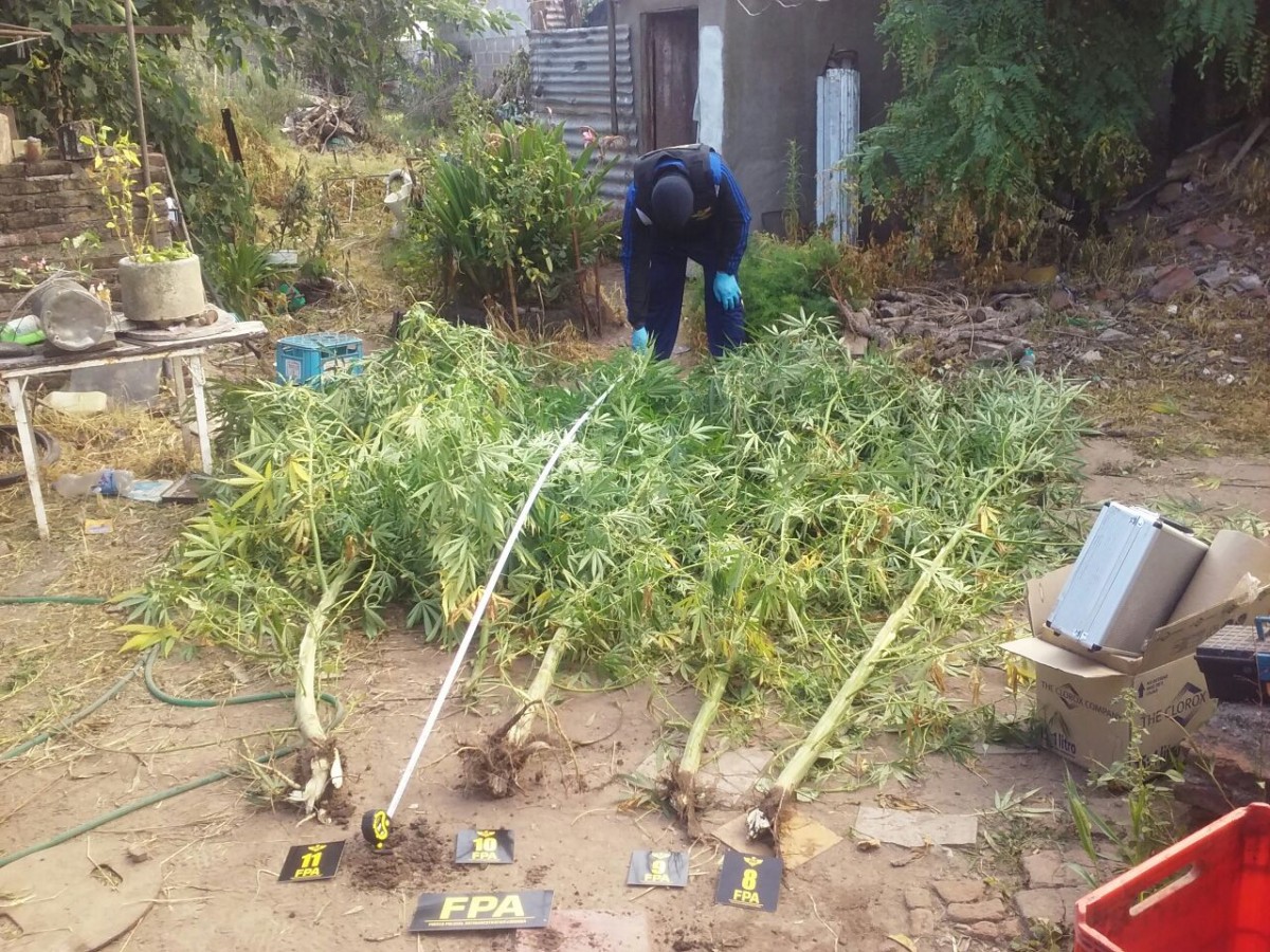 Incautaron en Marcos Juárez plantas de marihuana de más de 3 metros de altura
