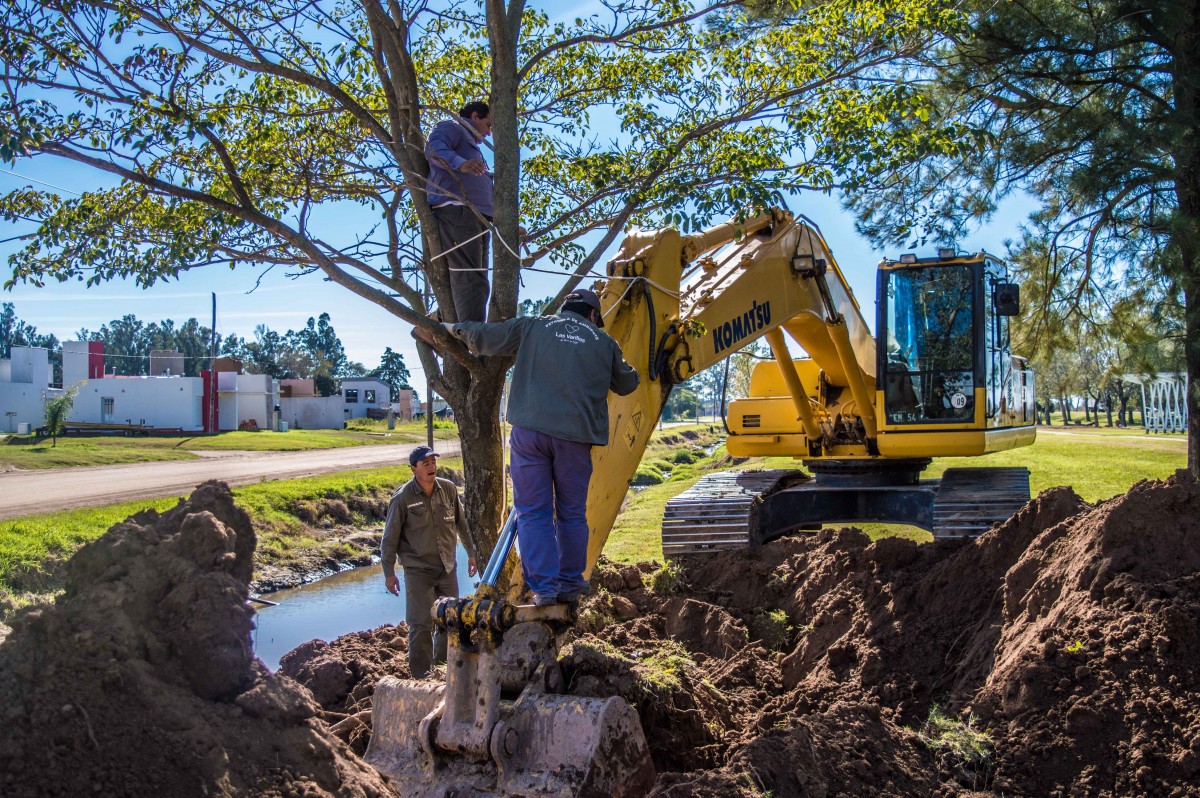 Traslado de árboles en el Paseo del Caminante