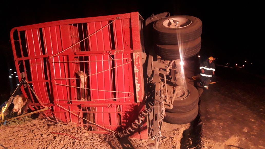 Volcó el acoplado de un camión que transportaba vacunos. No hubo lesionados
