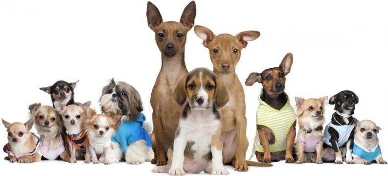 Este sábado, Censo Canino en Las Varillas