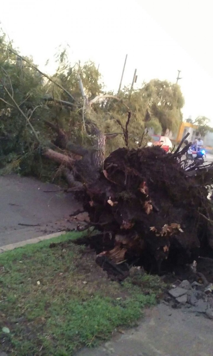 Inconvenientes en diversos sectores de la ciudad por el fuerte viento.