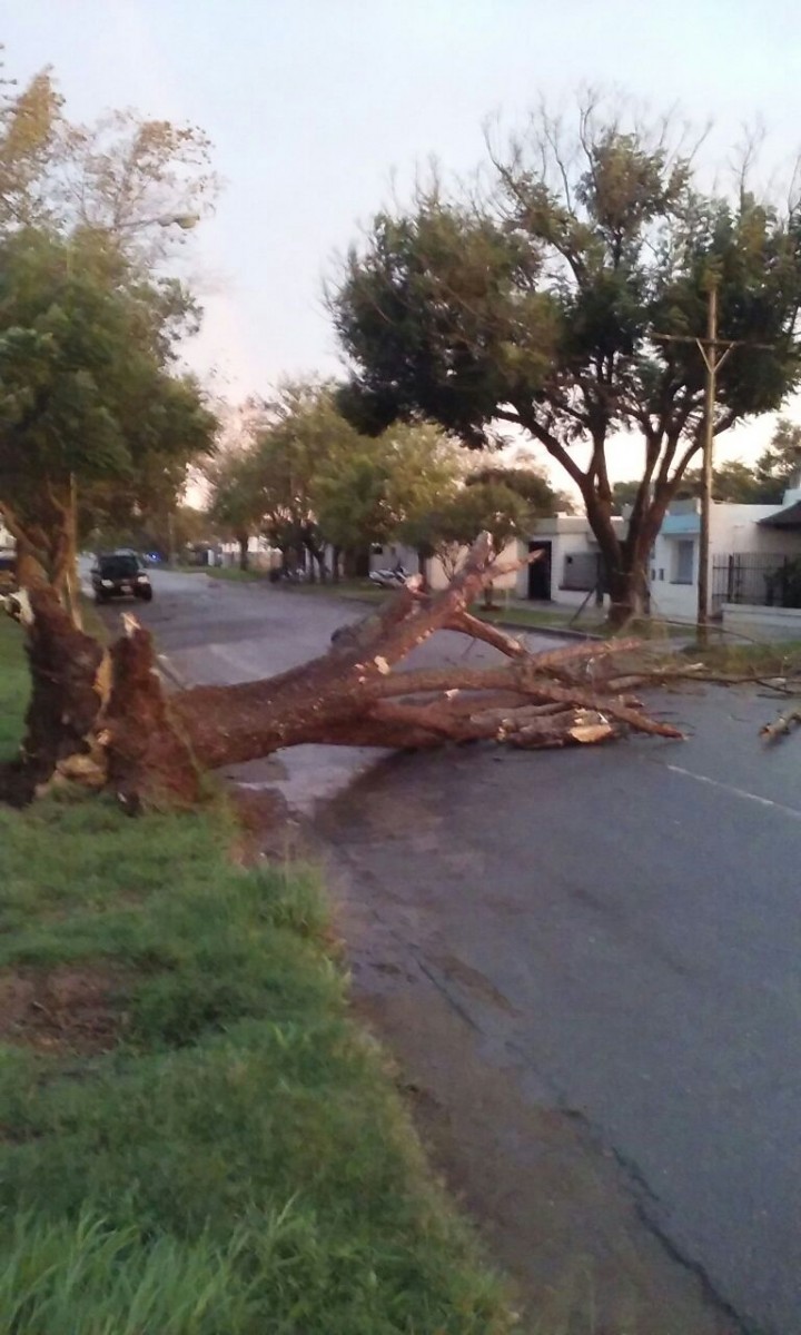 Inconvenientes en diversos sectores de la ciudad por el fuerte viento.