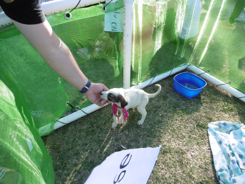 Entrega de mascotas y plantas en el Paseo del Caminante