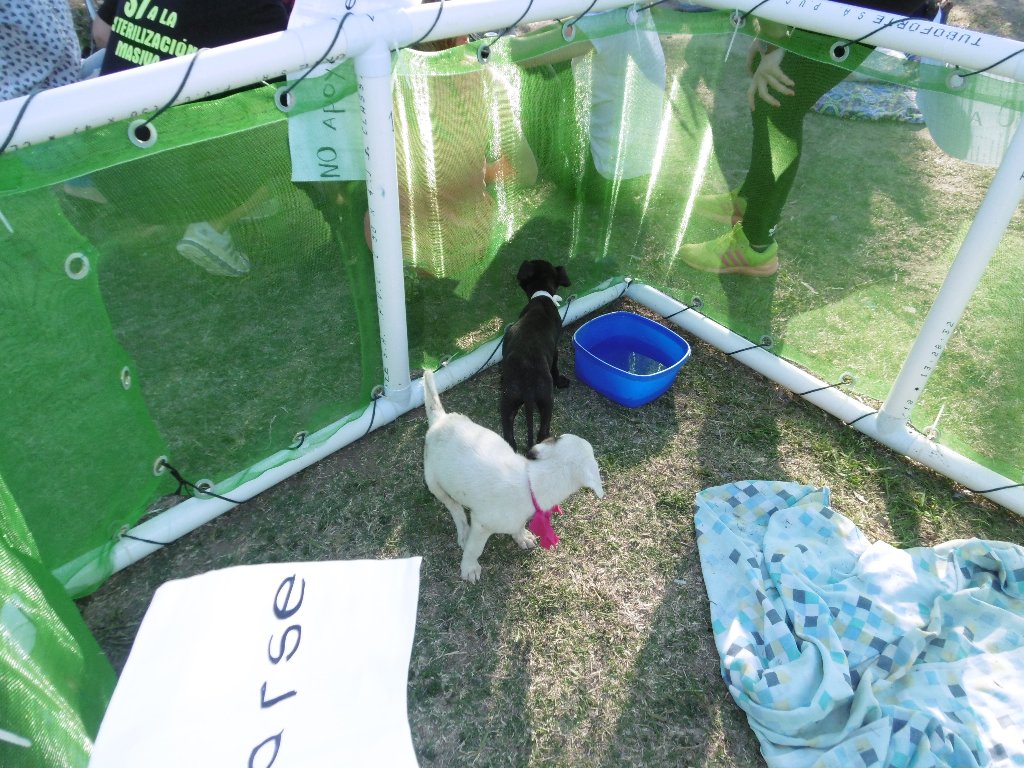 Entrega de mascotas y plantas en el Paseo del Caminante