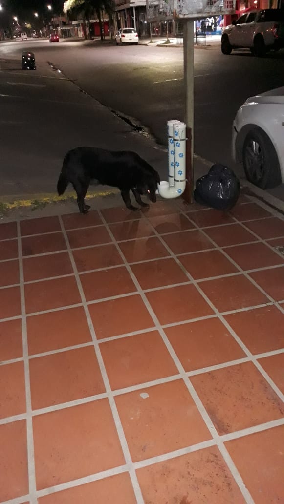 Alimentador de perros vagabundos