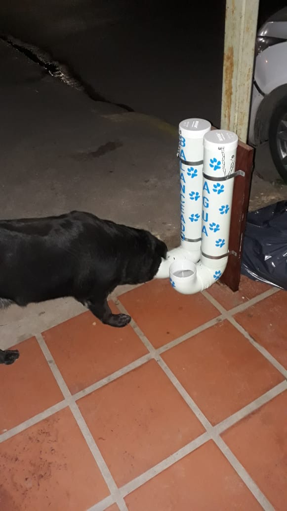 Alimentador de perros vagabundos