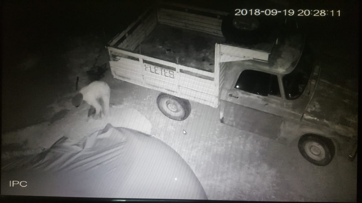 Allanamientos por robo de cereal, hurtos y un choque con una mujer herida