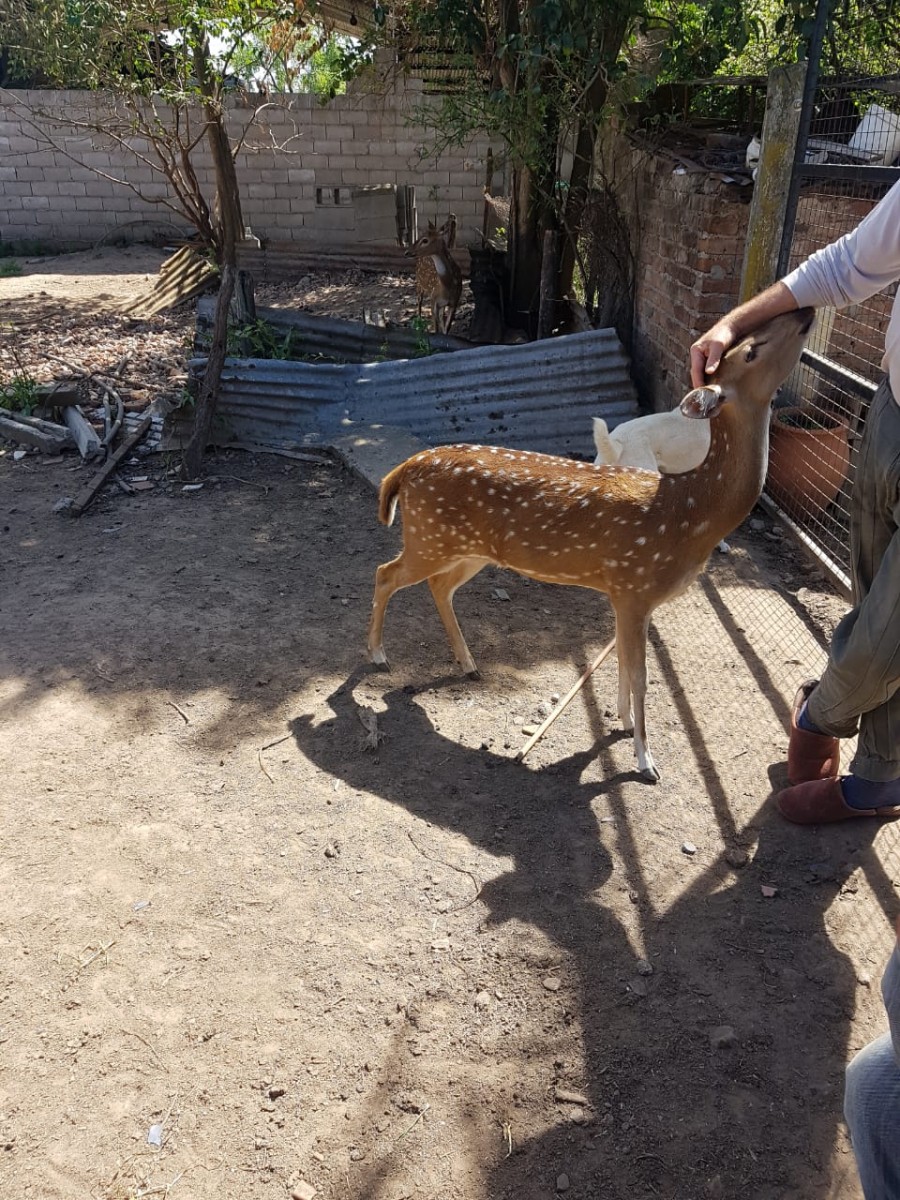 Policía ambiental realizó dos procedimientos en Laspiur.