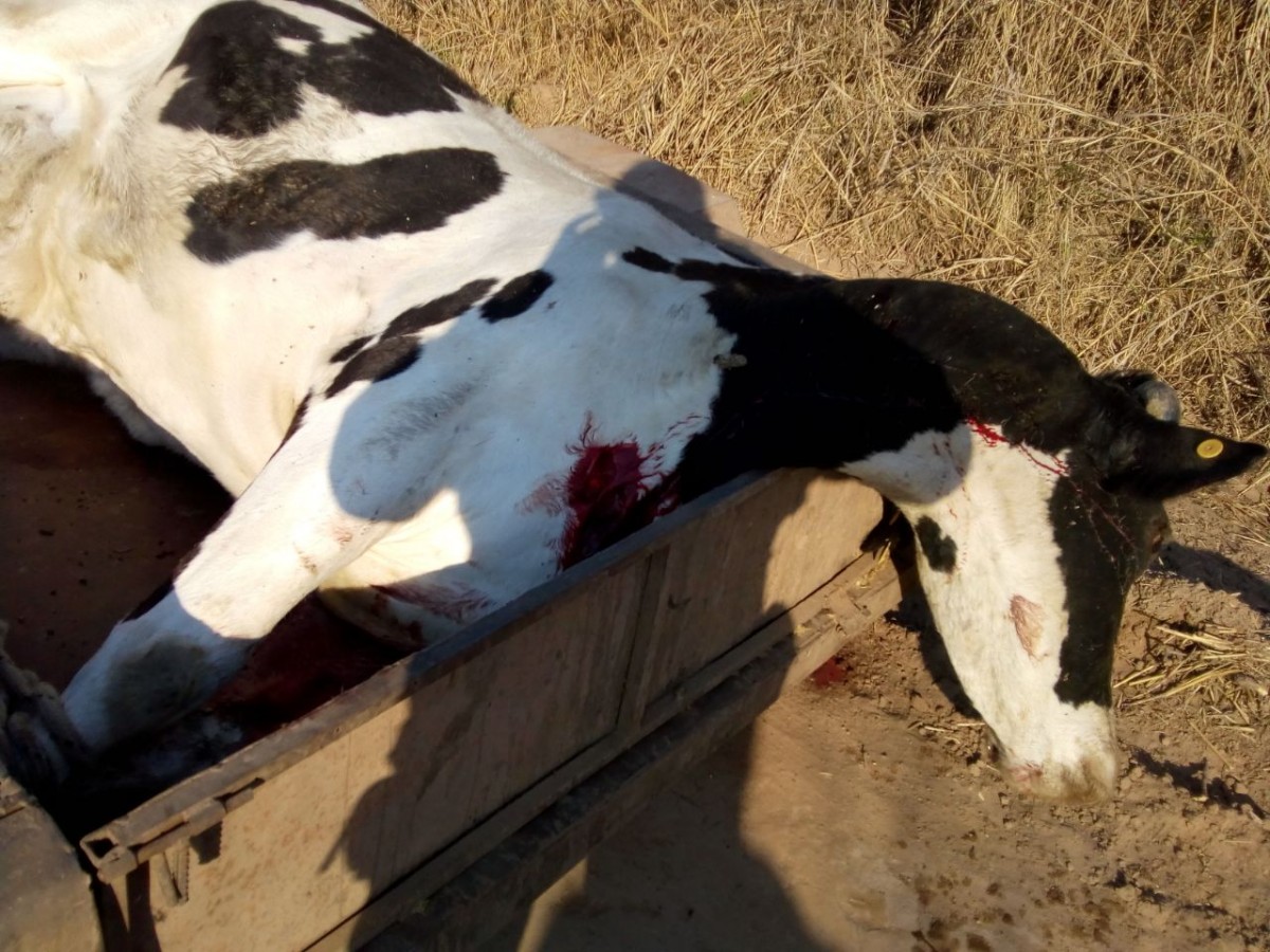 Detenidos por abigeato (ampliación)