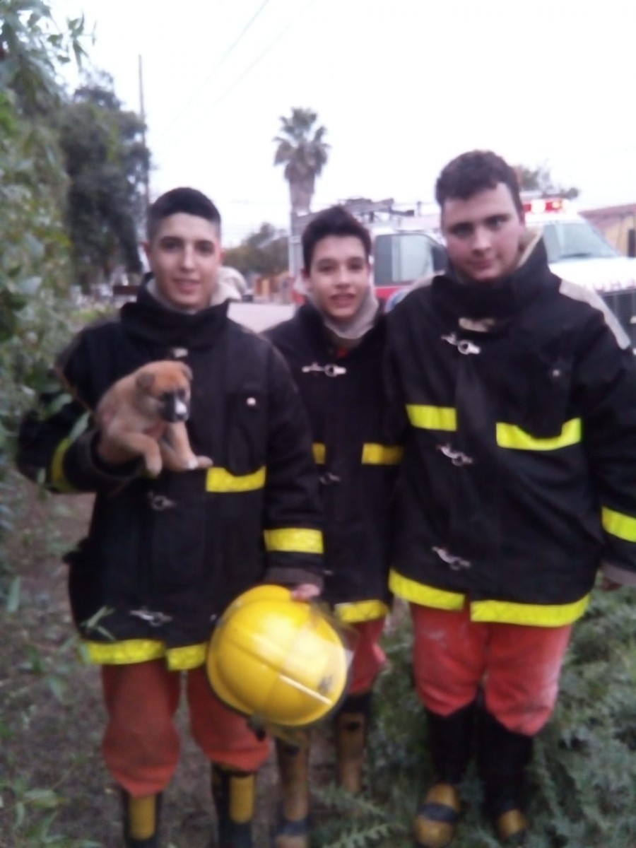 Otras dos intervenciones de Bomberos. Rescataron un cachorro