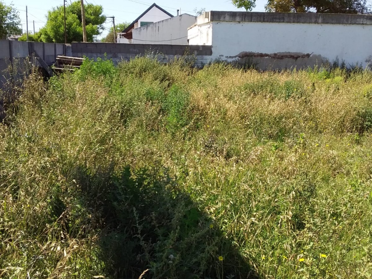 En el Vivero Municipal sólo se cosechan yuyos