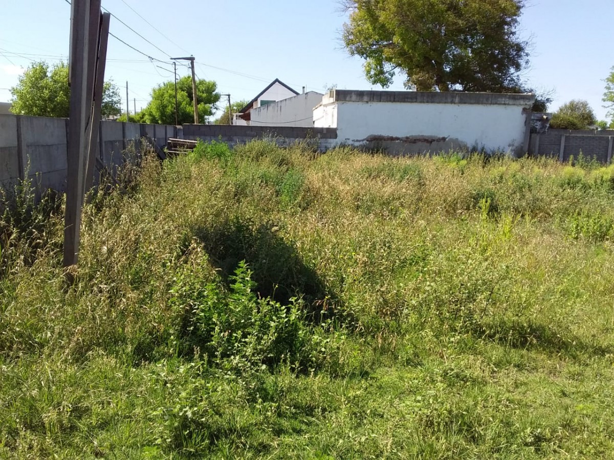En el Vivero Municipal sólo se cosechan yuyos