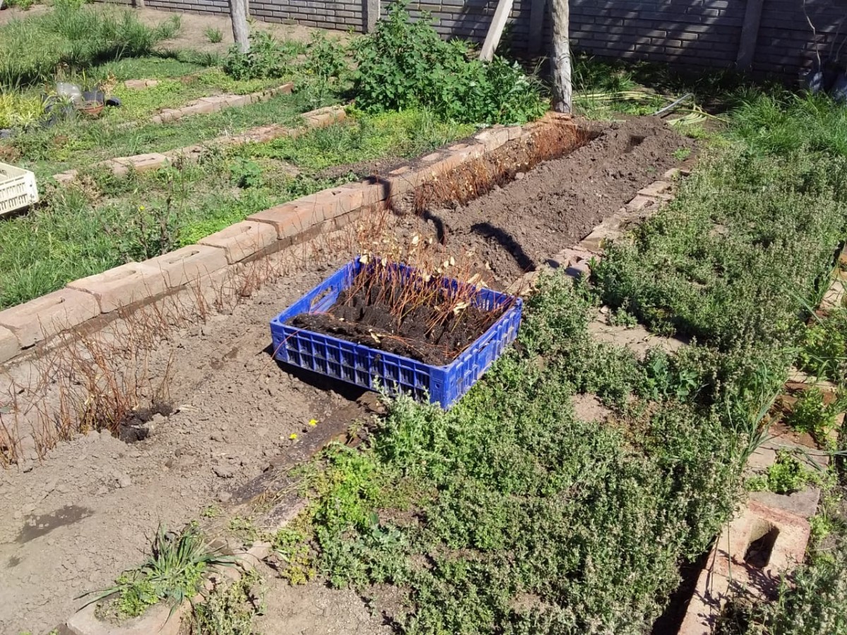 En el Vivero Municipal sólo se cosechan yuyos