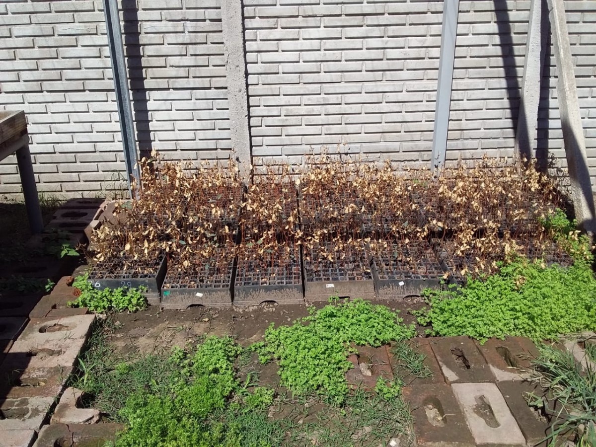 En el Vivero Municipal sólo se cosechan yuyos