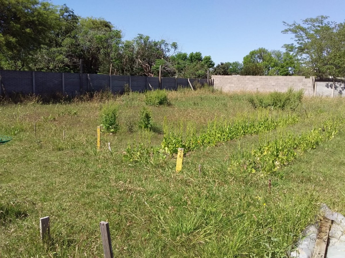 En el Vivero Municipal sólo se cosechan yuyos