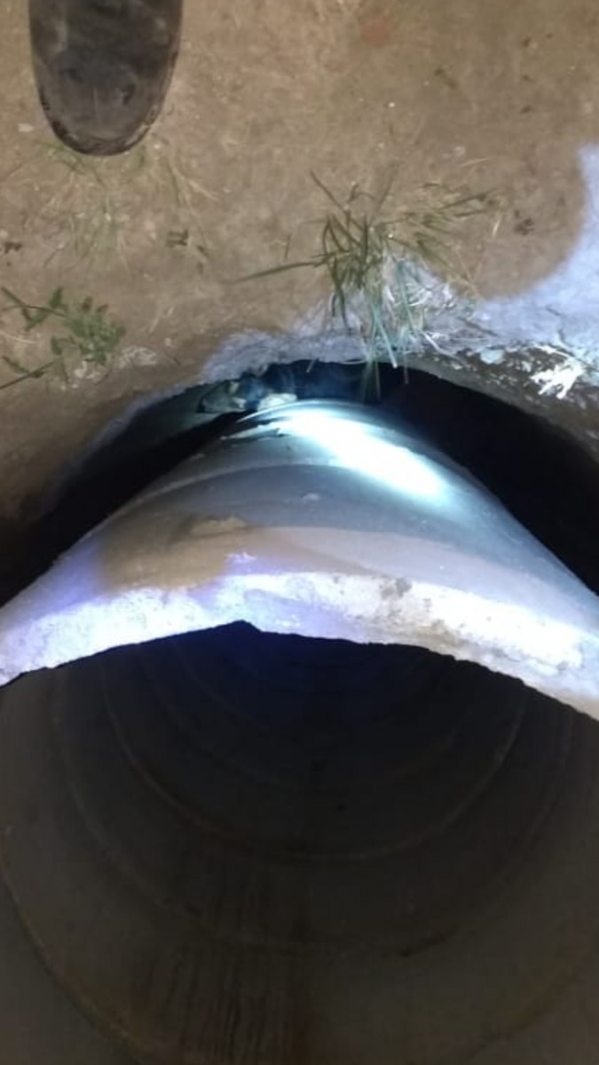 Rescate de un perro y otras actividades de Bomberos de Las Varillas