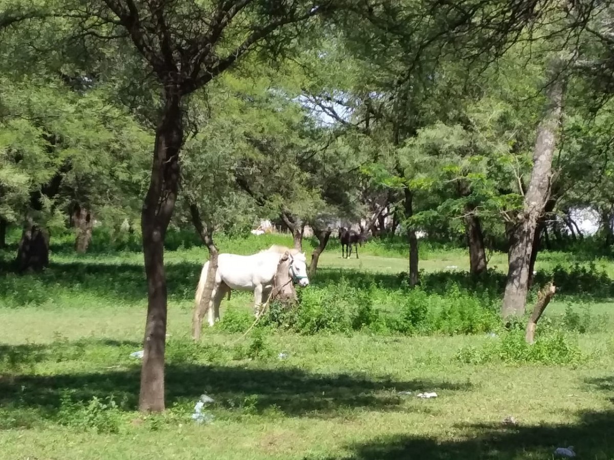 Reclamos por el abandono de un espacio verde frecuentado por vecinos
