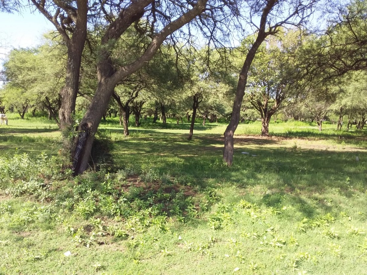 Reclamos por el abandono de un espacio verde frecuentado por vecinos