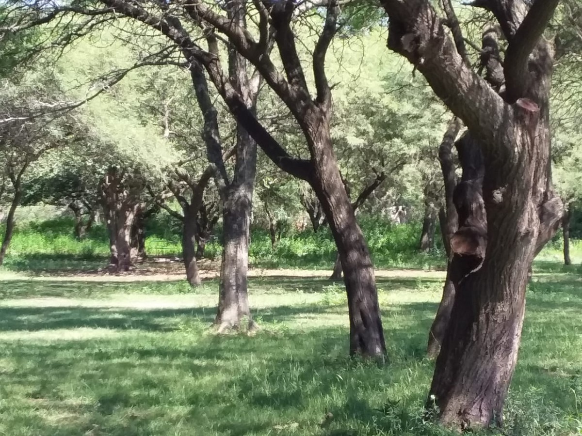 Reclamos por el abandono de un espacio verde frecuentado por vecinos