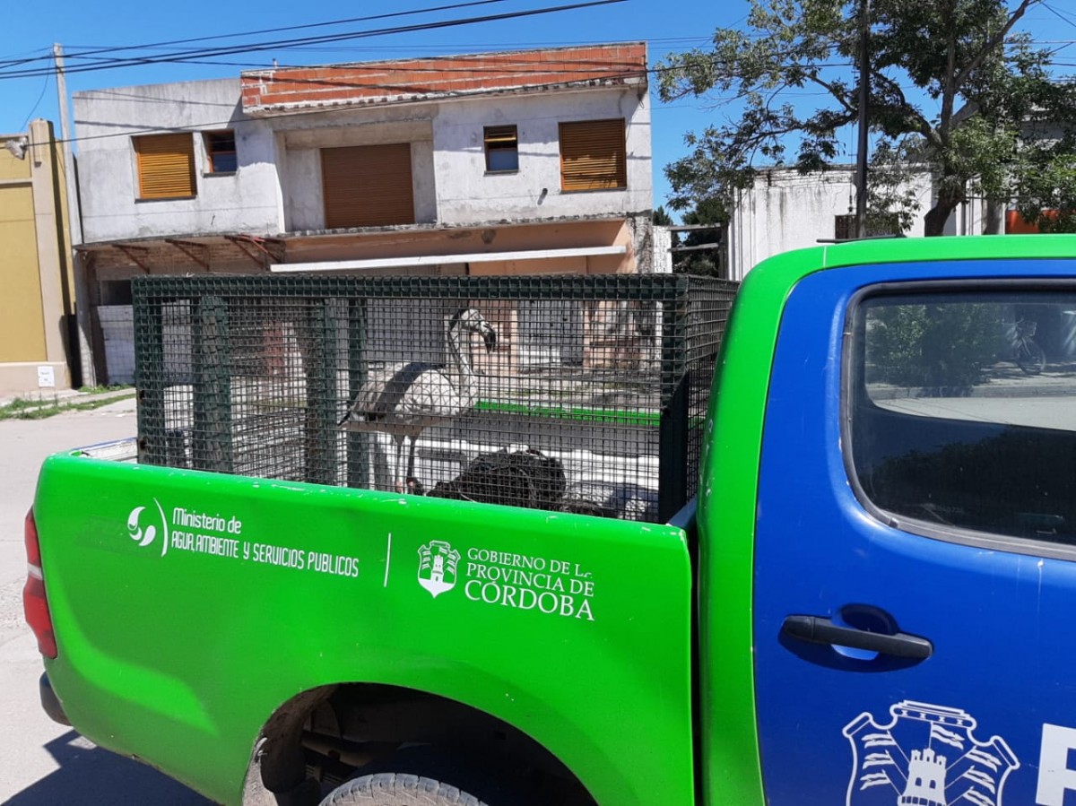 Rescate de un flamenco en cautiverio en Barrio Alfonsín