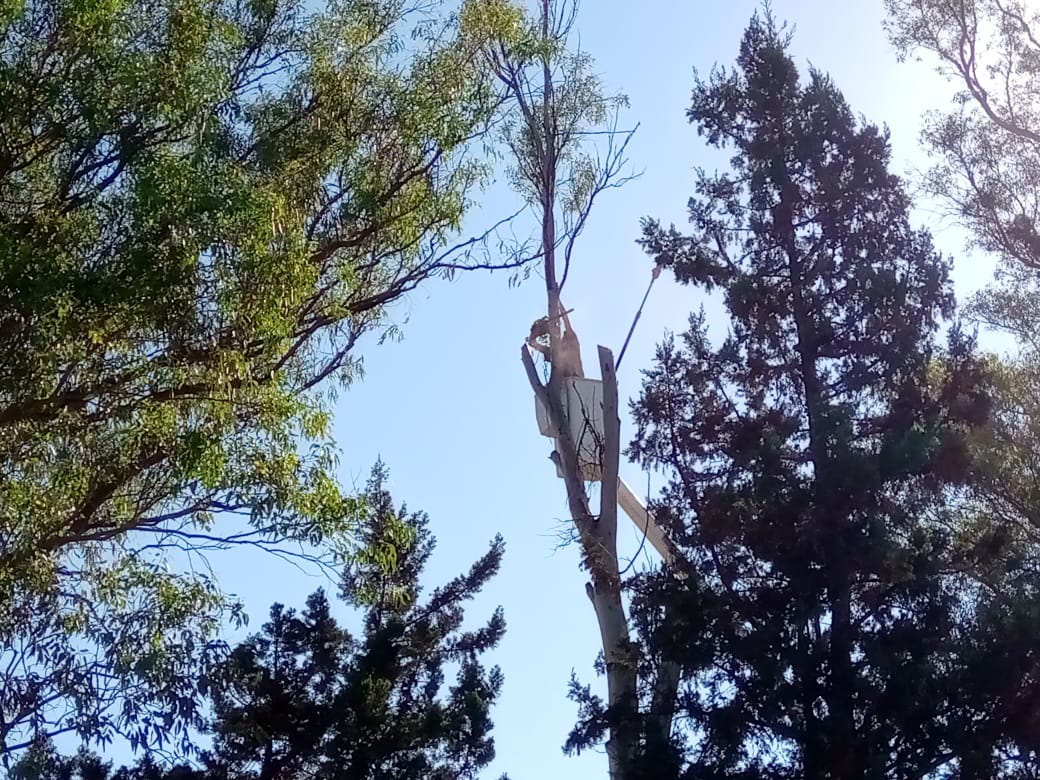 Trabajos de la Dirección de Ambiente en la ciudad