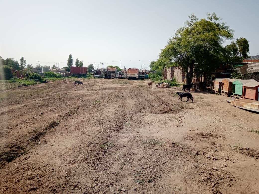 Comenzaron los trabajos  de limpieza de los caniles