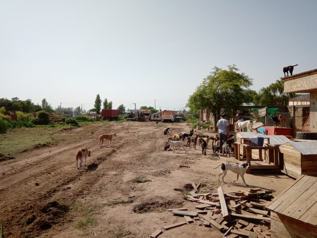 Comenzaron los trabajos  de limpieza de los caniles