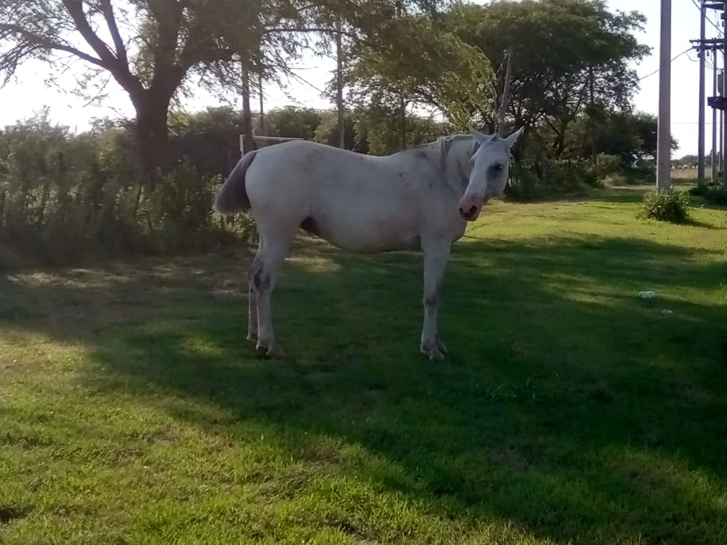 Y…qué hacemos con los caballos sueltos?