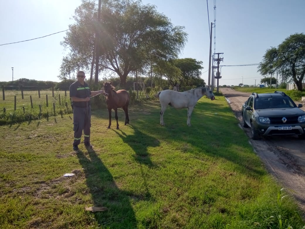 Y…qué hacemos con los caballos sueltos?