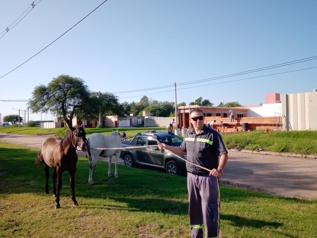 Y…qué hacemos con los caballos sueltos?