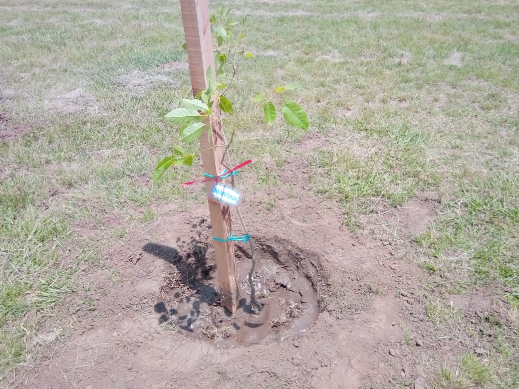 Presentaron “Sembrando Vida” con la plantación de árboles