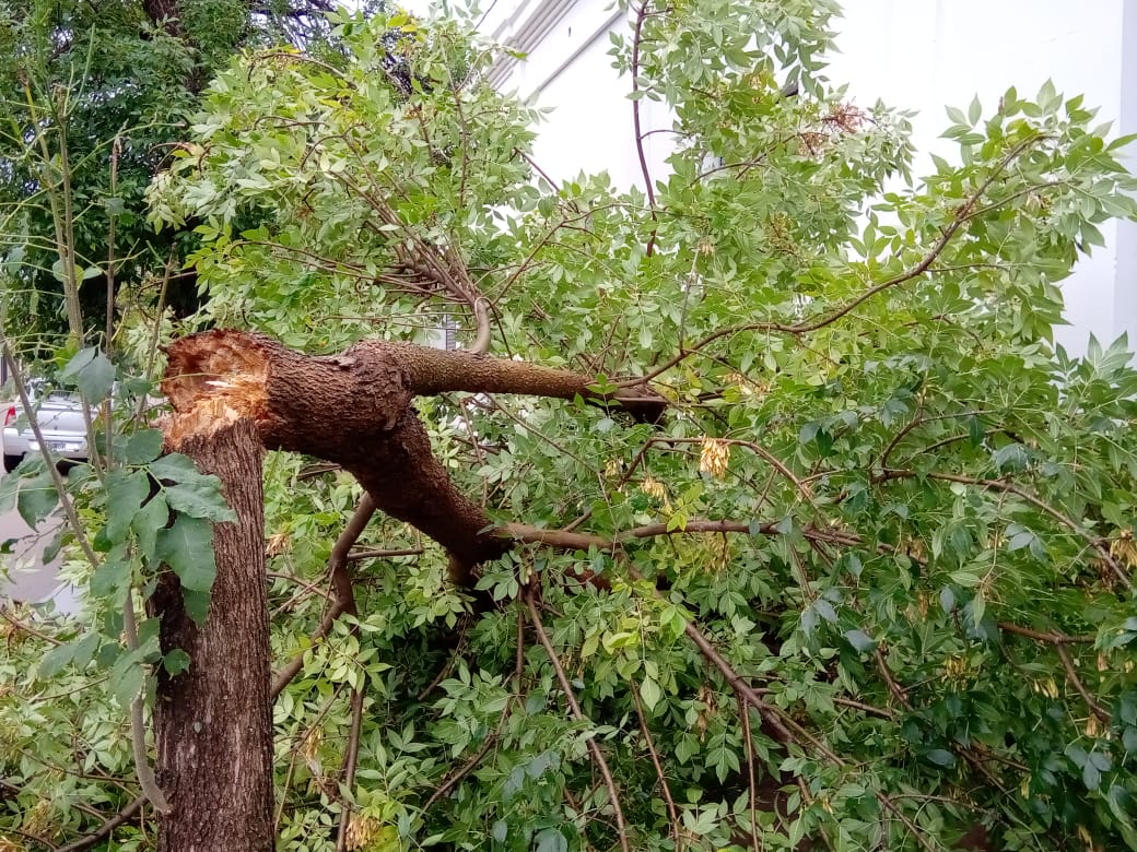 Viento, poca lluvia y caída de ramas y un árbol