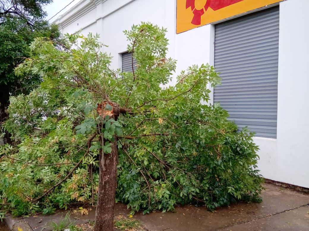 Viento, poca lluvia y caída de ramas y un árbol