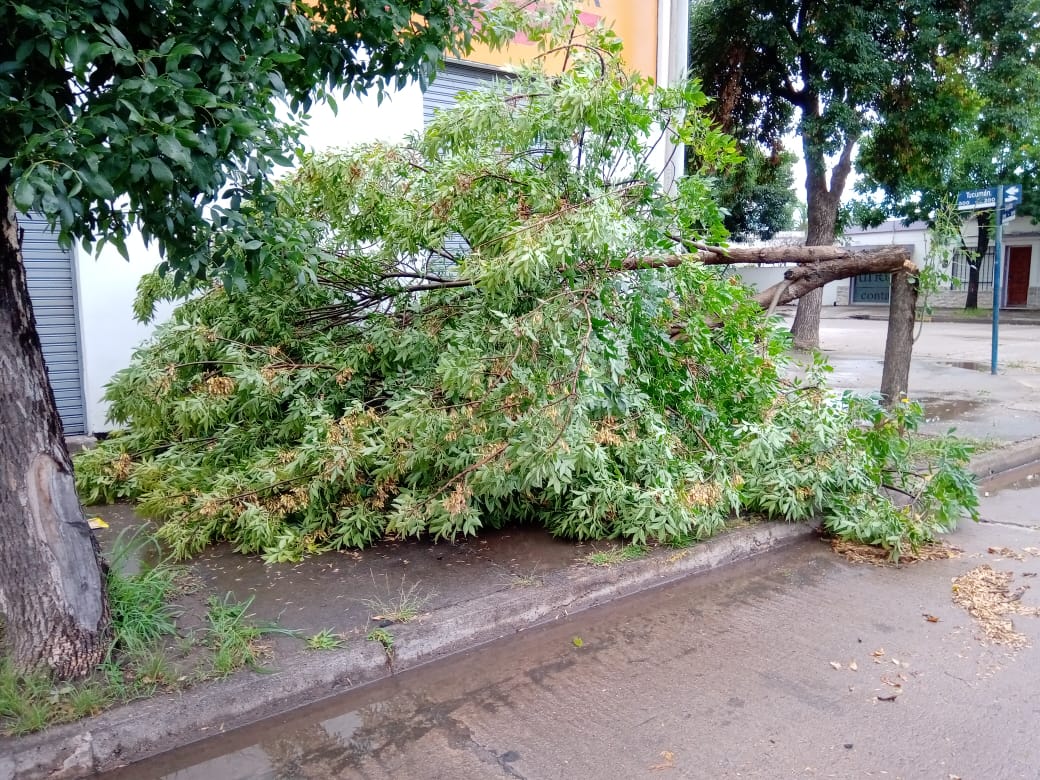 Viento, poca lluvia y caída de ramas y un árbol
