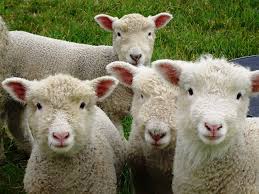 Detenidos por abigeato en Laspiur