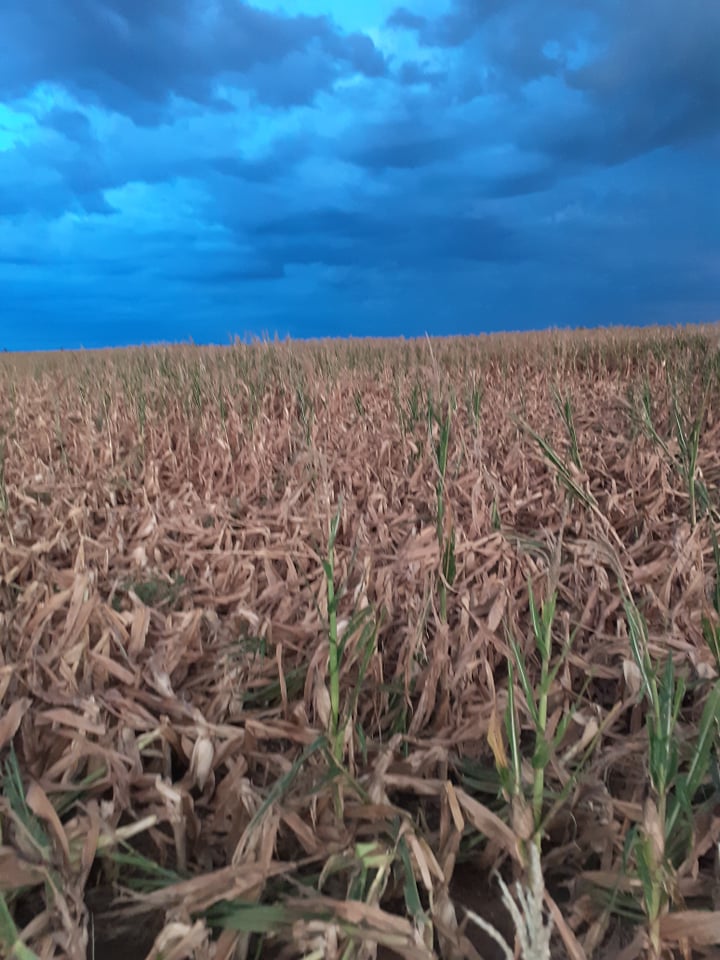 Productor rural confirmó tornado en zona rural de Pozo del Molle