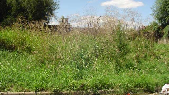 Comenzarán los relevamientos para controlar la existencia de malezas