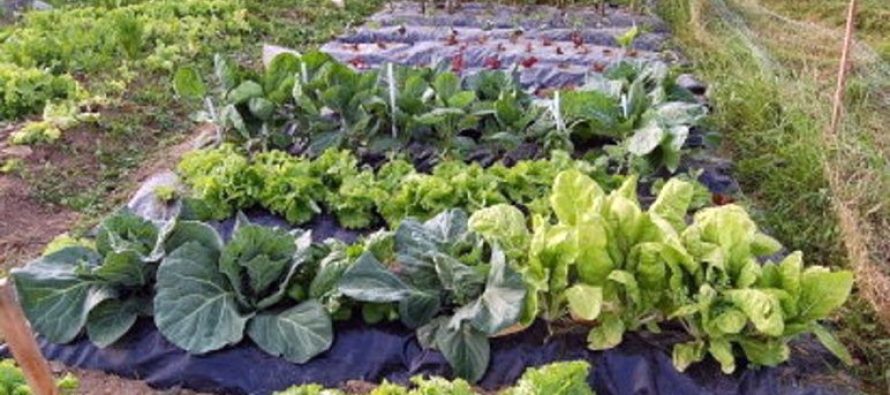 Más de 200 familias inscriptas en el programa “Mi Casa, Mi Huerta”