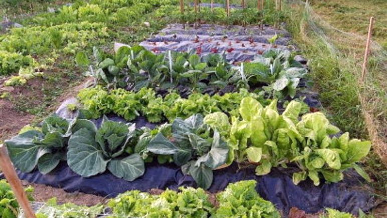 Se pone en marcha  el proyecto “Mi casa, mi huerta”
