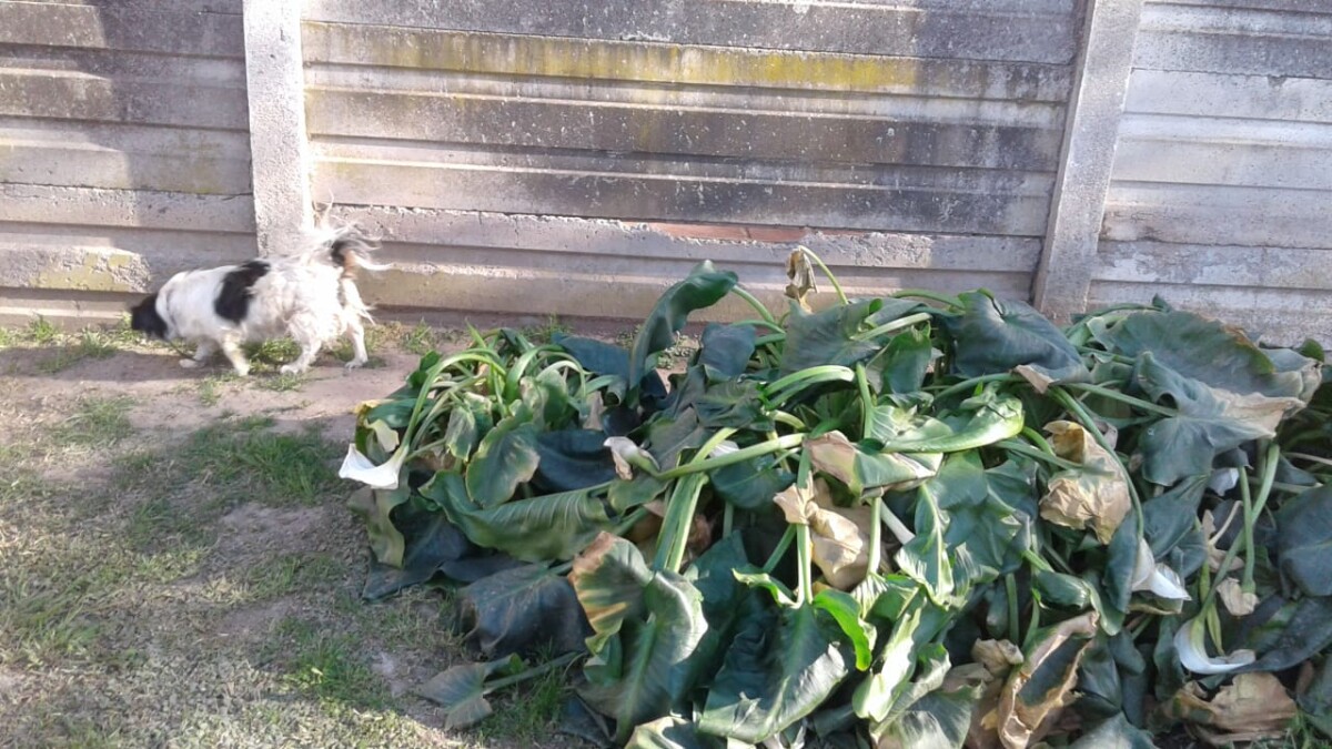 Heladón: la región bajo 0