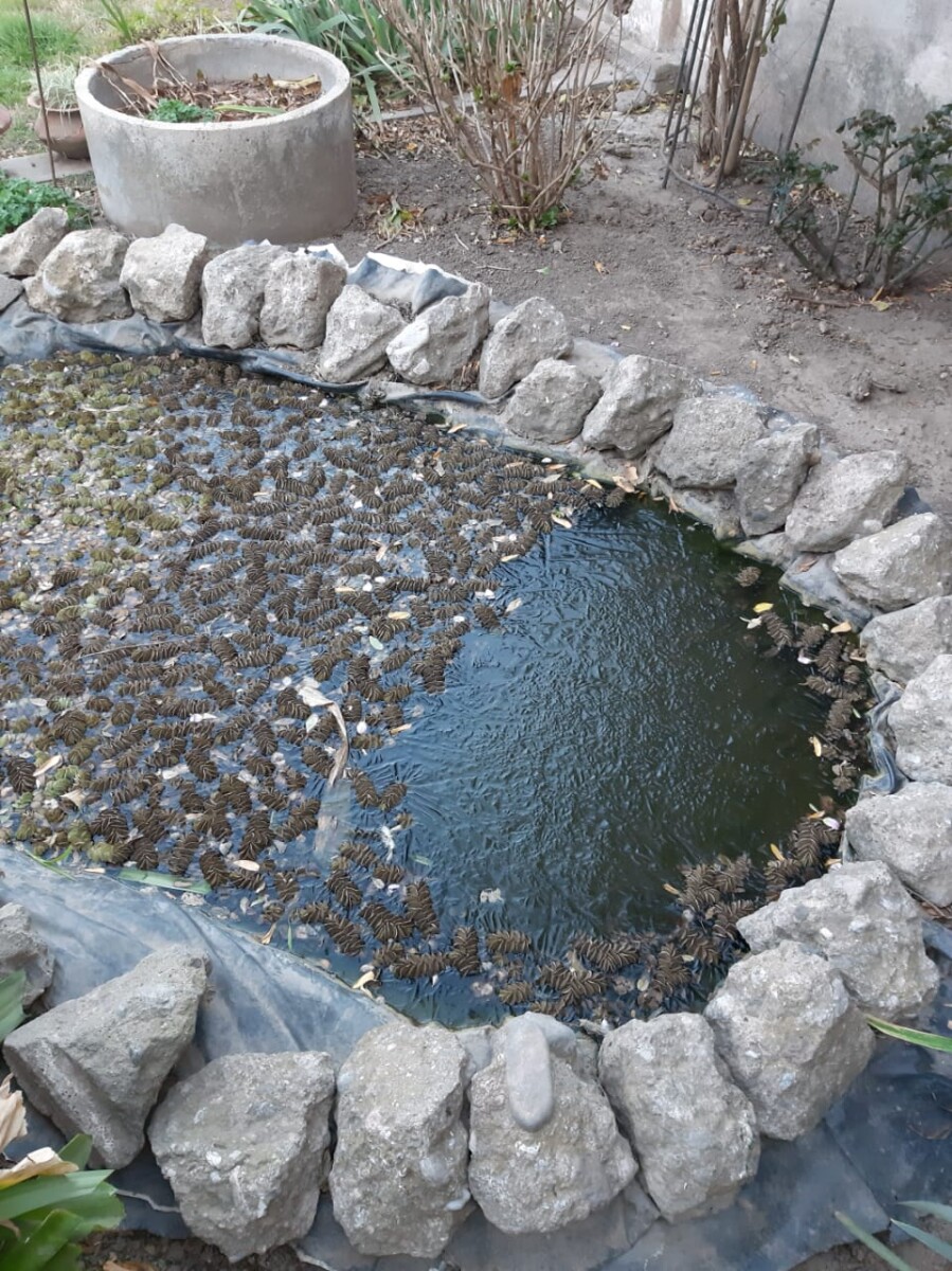 Heladón: la región bajo 0