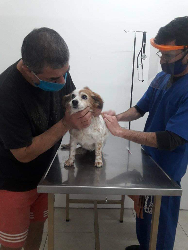 Quedan dosis para la vacunación antirrábica gratuita