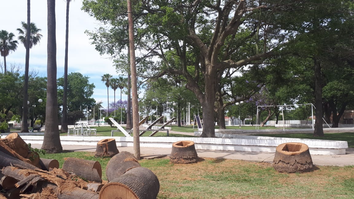 Extrajeron tres palmeras secas de grandes dimensiones en la Plaza 25 de Mayo