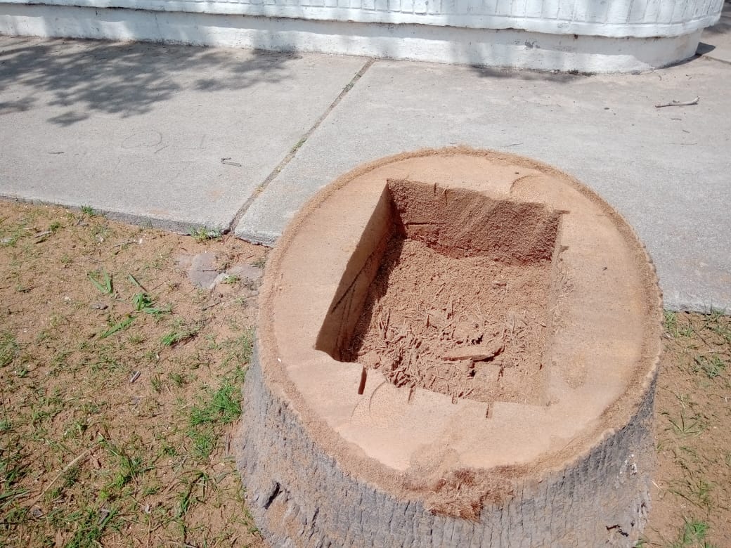 Extrajeron tres palmeras secas de grandes dimensiones en la Plaza 25 de Mayo