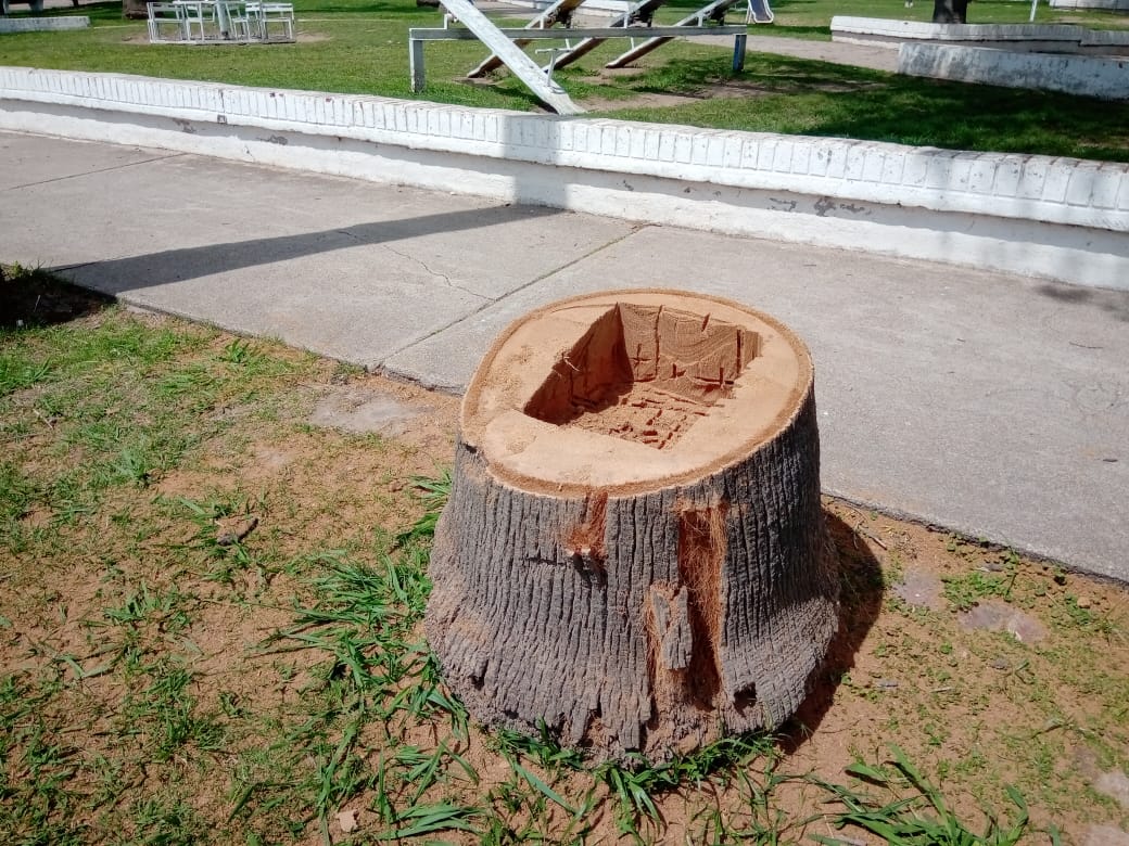 Extrajeron tres palmeras secas de grandes dimensiones en la Plaza 25 de Mayo
