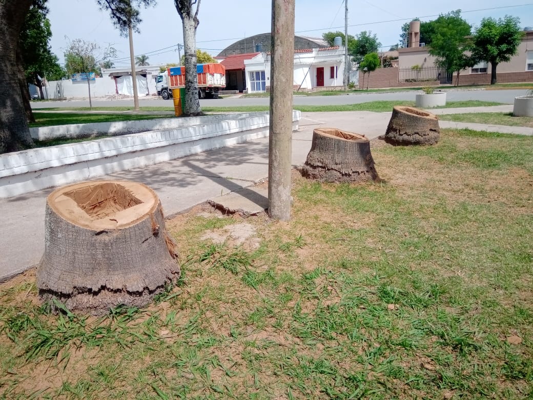 Extrajeron tres palmeras secas de grandes dimensiones en la Plaza 25 de Mayo
