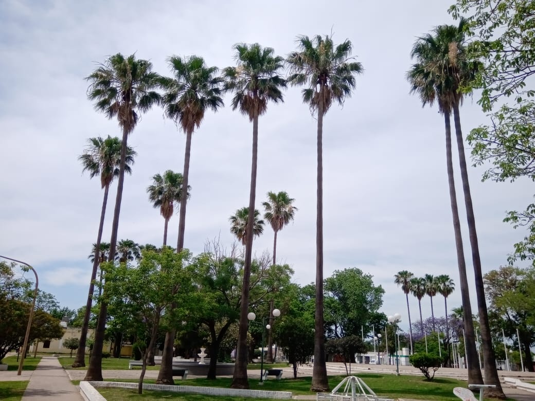 Extrajeron tres palmeras secas de grandes dimensiones en la Plaza 25 de Mayo