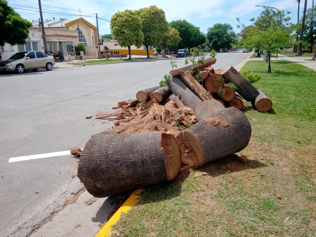 Extrajeron tres palmeras secas de grandes dimensiones en la Plaza 25 de Mayo