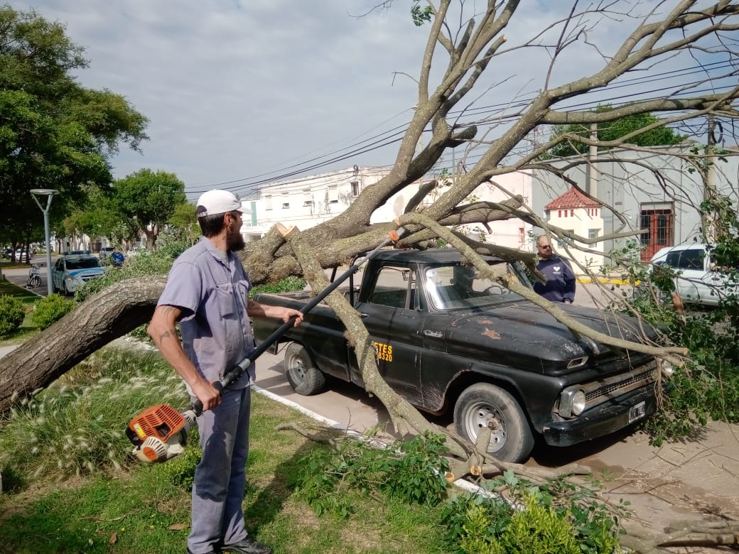 Cayó un árbol sobre camioneta en Plaza Independencia. No hubo víctimas